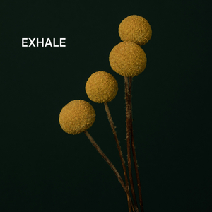Exhale
