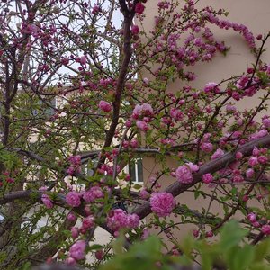 阿多-多想做你最爱的人