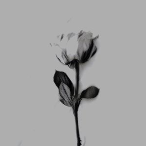 Solitude