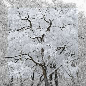 上行时期的圣诞节