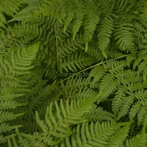 Felci VI [Lappeenranta]