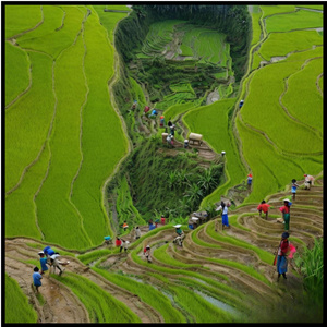 Uncha uncha mhla me gogagi biraje (Live)