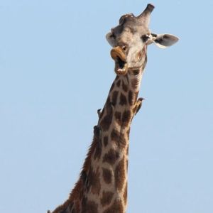 快乐崇拜（cover 潘玮柏&张韶涵）