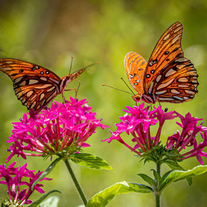 Sophia me leva, Selena me guia