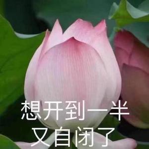爱丫爱丫