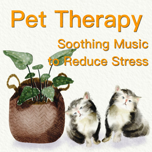 백조의 별 (오르골) (밤풀벌레소리)