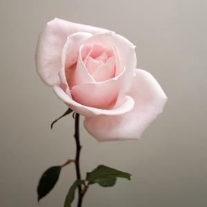 无人(Prod.by BonLee)