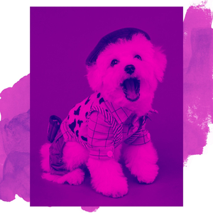 Background for Dog Walking