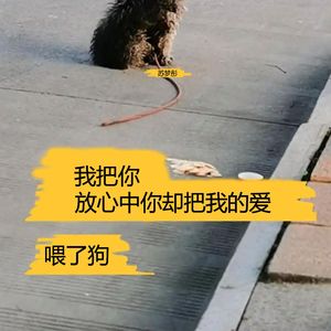 我把你放心中你却把我的爱喂了狗
