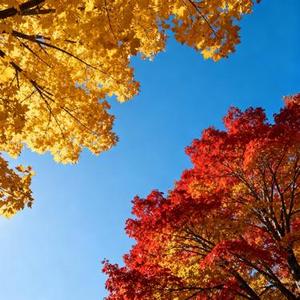 寒露 (星河寥落月华孤 Remix)