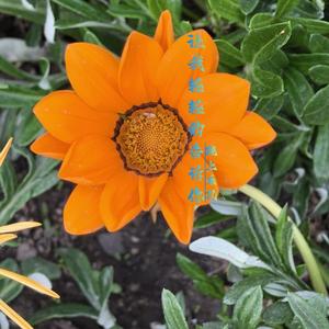 让我轻轻的告诉你