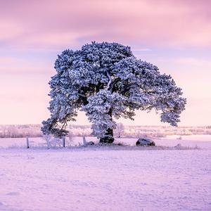 以为所有声响都是你的出现