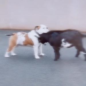 果汁（翻自 花儿乐队）