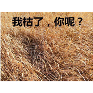 我枯了，你呢？