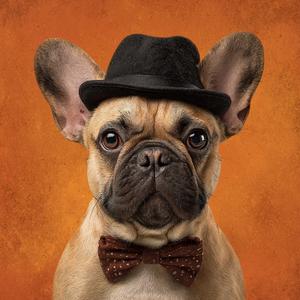 Canals Like Galaxies