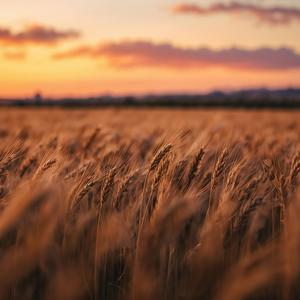 Golden Afternoon