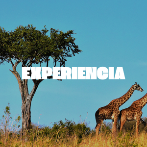 Experiencia