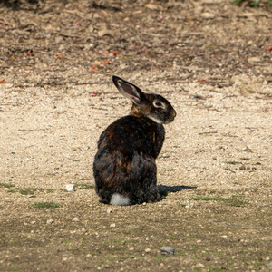 うさぎとかめ - ハーモニカソロ