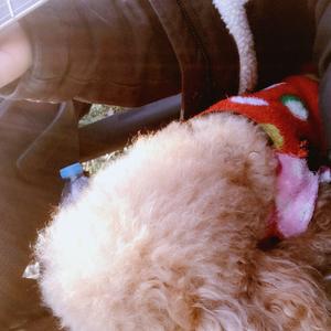 消失的光年（翻自 大乔小乔）