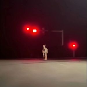 那天拨打了你的电话 始终都是无人接听 prod 24t