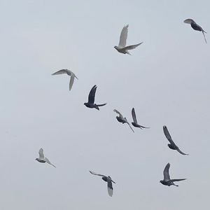 生活糕手(Prod EVOMUSIC)