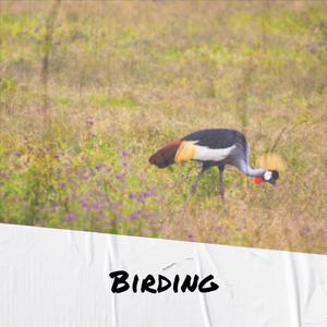 Birding