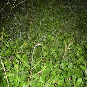 時計のはりの音