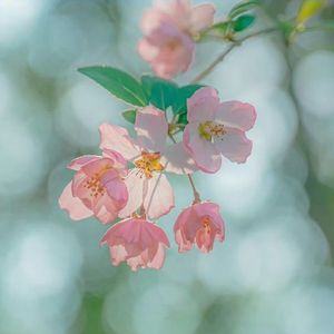 星光下的梦想（清唱）