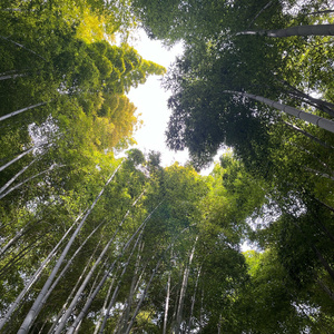 something real (freestyle)