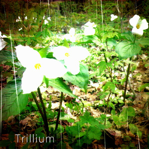 Trillium