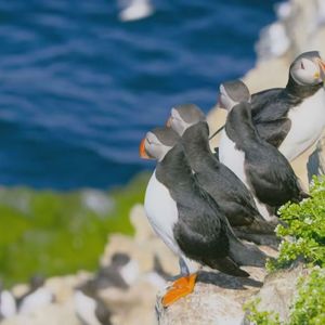 海鸟Sunflower……