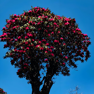 一山一树杜鹃花