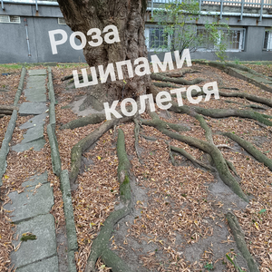 Роза_шипами_колется