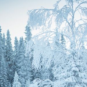 八大山人的冷逸