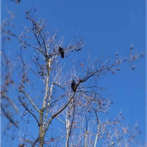 Tu sei la mia stella