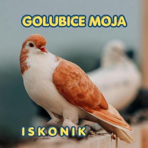 Golubice moja