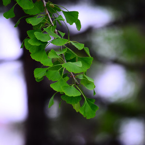 梧桐雨中的你