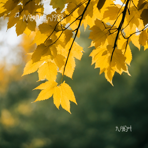 九月的叶