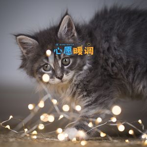 心愿暖调 (猫猫应激安抚)