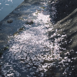 多分、風。（Cover つきしろ）