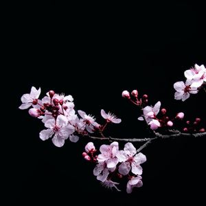 The Final Battle（最终之战）