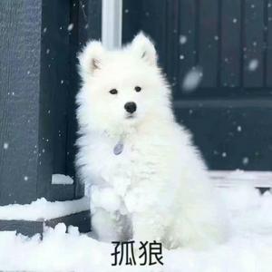 琴师【妖孽】