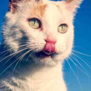 【FREE】怡红楼开业了!客官进来坐坐吧!