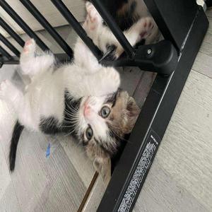 Tsuki