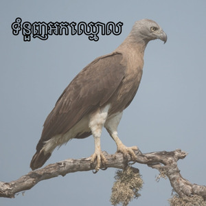 ទំនួញអកឈ្មោល