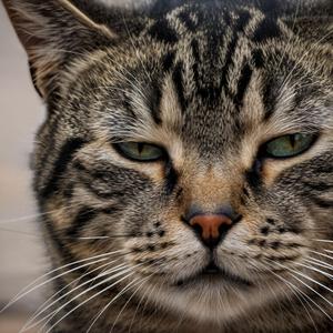 猫かわいい❤の歌