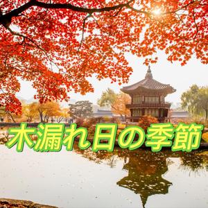 木漏れ日の季節 (The season of sunlight filtering through the trees)