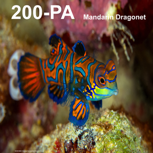 Hapalochlaena
