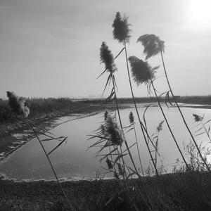 私、案山子。/我、稻草人。（翻自 GUMI）