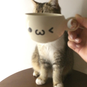 年轮说